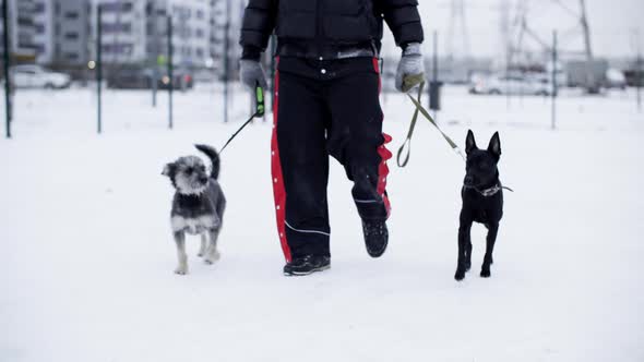 Man Holding Leashes and Walking with Two Dogs in Snow alt