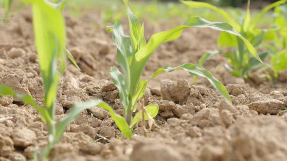 Corn field plants on the wind waving 4K 3840X2160 UltraHD footage - Plants in cultivated corn field  alt