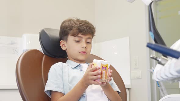 Cute Young Boy Smiling To the Camera, Holding Tooth Model alt