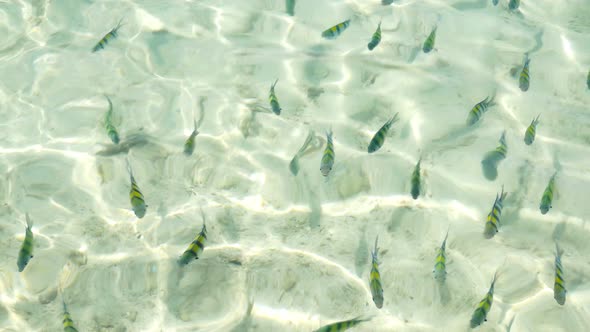 Fish Swimming in the Sea  alt