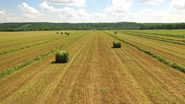 Field with bales on the natural background in rural place. Wrapped fodder bales of dried grass alt