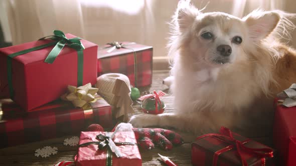 happiness and cheerful Dog breed Brown color Chihuahua alt