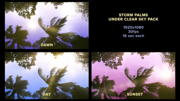 Storm Palms Under Clear Sky Pack HD