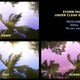 Storm Palms Under Clear Sky Pack HD - VideoHive Item for Sale