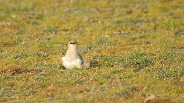 Small Indian pratincole which nests on the ground broods a cute chick in its nest and then walks bac alt
