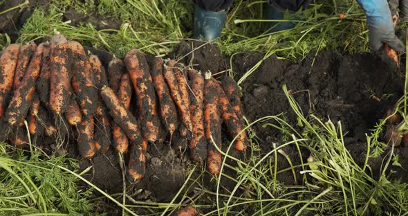 Woman Pulls A Carrot From The Ground alt