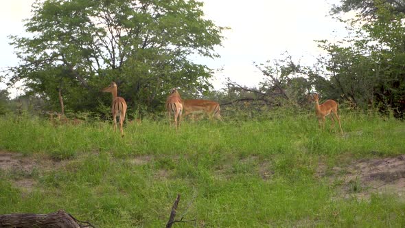 Herd of Antelopes in a small forest area on the savanna. Botswana, Africa. Safari. Static shot with alt