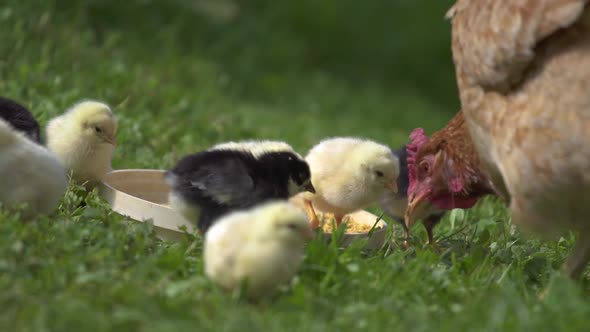 Baby Chicks and Mother Hen Feed on Bio Farm alt