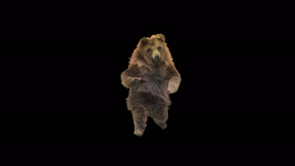 115 Bear Dancing 4K alt