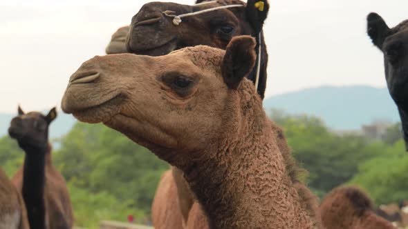 Camels at the Pushkar Fair, Also Called the Pushkar Camel Fair alt
