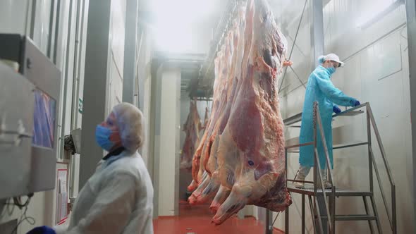 Quality Control at the Meat Production Plant a Female Worker Stamps and Labels Cow Carcasses Women alt