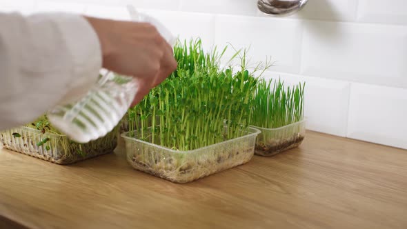 Watering The Greenery Grown At Home. Irrigation Of Organic Healthy Greens Produced At Home alt