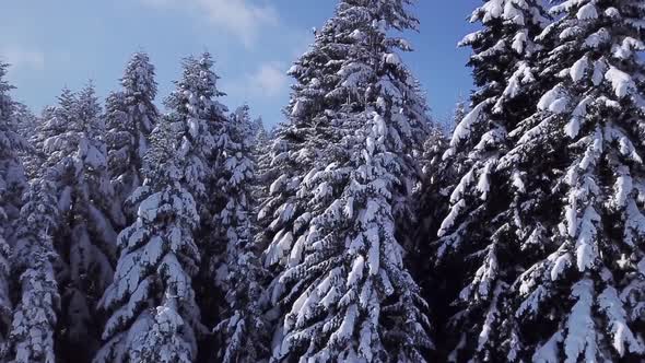 Pines Are Snow Covered . View From Above. Aerial View alt