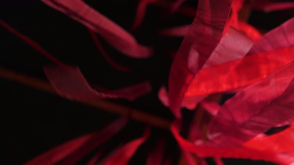 Deep Red Stripes Moving Gently on Black Background. Conceptual Romantic Story of the Room and Open alt