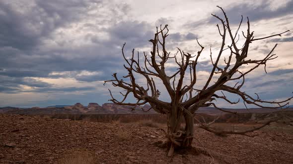 Timelapse moving past old dead brush in the Utah desert alt
