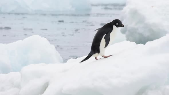 Adelie Penguins Walk on Ice Along Beach
