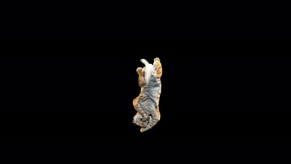 Tiger Dancing 4K alt