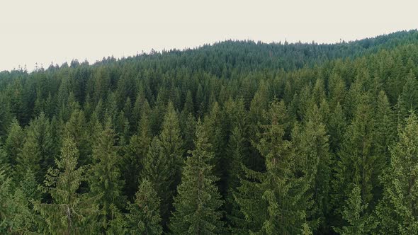 Top View of Coniferous Forest