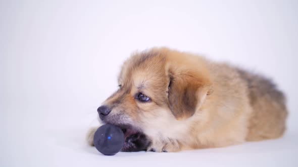 Puppy Dog Playing With Toy Ball On White Background