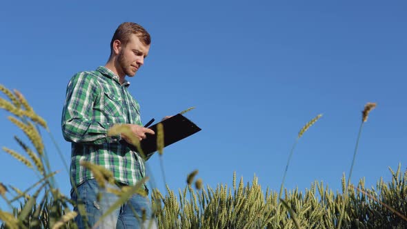 A Young Farmer Agronomist with a Beard Stands in a Field of Wheat Under a Clear Blue Sky and alt