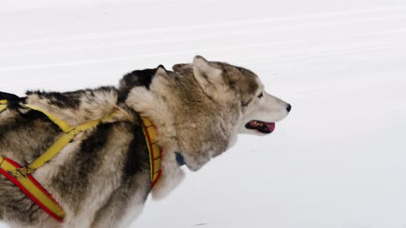 Huskies and Malamute sled dogs