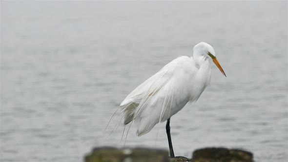 Great egret standing weathered wood