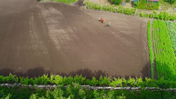 Organic Horticulture Concept alt