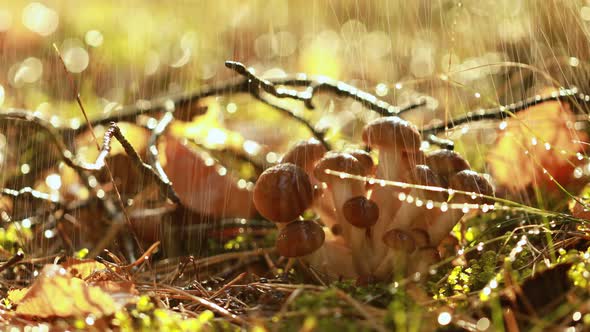 Armillaria Mushrooms of Honey Agaric In a Sunny Forest in the Rain alt