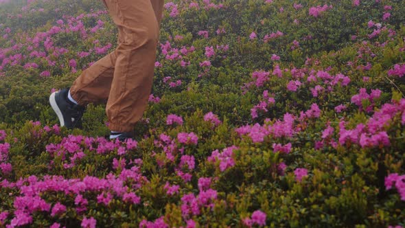 Woman feet walking through dense mountain rhododendron field. alt