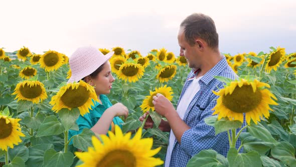 Side View of a Young Family Agronomists Standing in Sunflowers Check Quality of Crop Talking alt