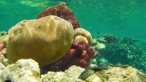 Octopus on Coral Reef