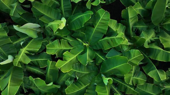 Texture of the banana plantation aerial view Turkey Alanya 4 K alt