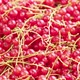 Looped Spinning Fullframe Background of Red Currants with Peduncle - VideoHive Item for Sale