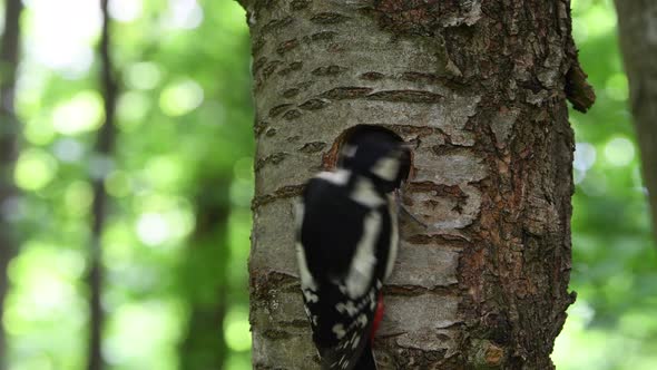 Woodpecker feeds offspring in a hollow