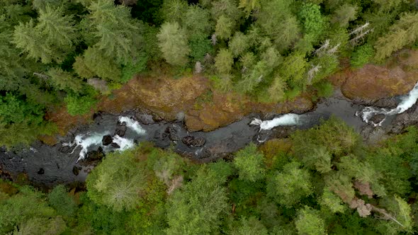 Top down view of fast moving river with rapids surrounded by pine forest. alt