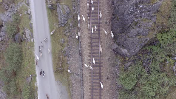 Animals Walking Along a Railway Track Endangering Oncoming Trains alt