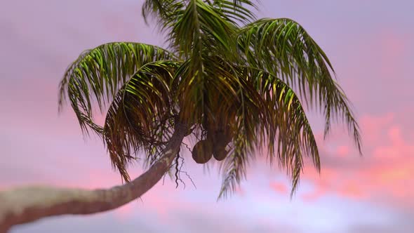 Coconut Palm Tree Sunrise