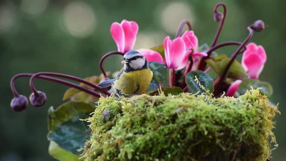 Blue Tit bird near cyclamen flowers 
