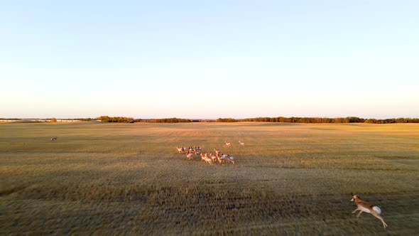 Aerial chasing view of fast running pronghorn antelope herd during sunset in Alberta Prairie. Male a alt