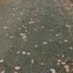 Street or sidewalk in the fall - VideoHive Item for Sale