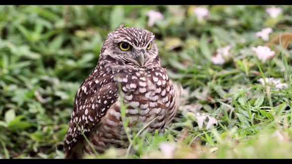 Burrowing Owl Video Clip in 4k