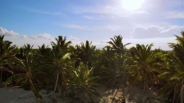 Flying Over Thickets of Coconut Trees in Jungles of Caribe alt