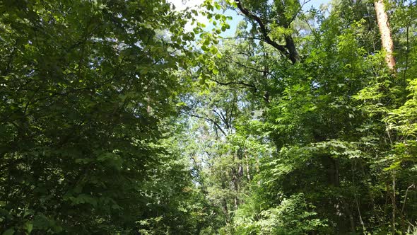 Forest with Trees on a Summer Day Slow Motion alt