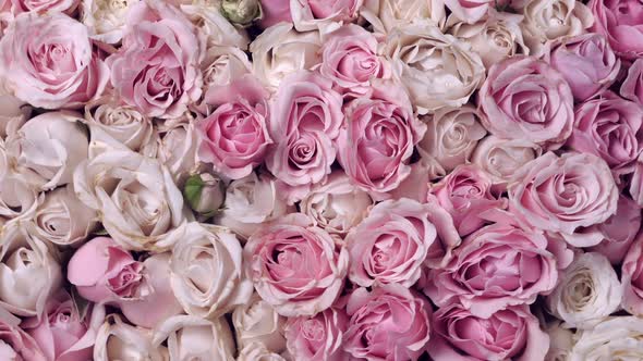 Thriving of Full Bloom Flowerscape Floral Visual of Live Flowers Roses Background alt