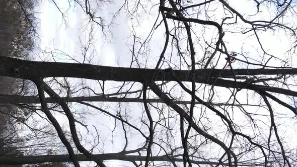 Vertical Video of the Forest with Trees Without Leaves Slow Motion alt