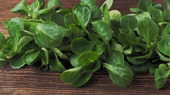 Green lettuce leaves (Valerianella locusta). Fresh lamb lettuce corn salad on rustic wooden table 