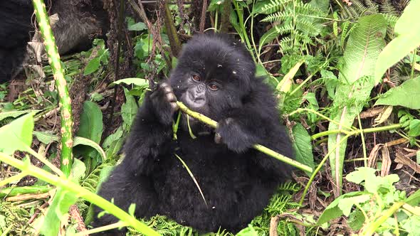 Baby Gorilla Eating a Fresh Plant