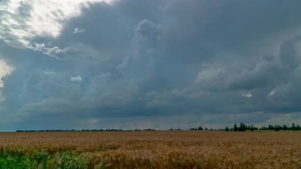 Thunderclouds Over a Wheat Field Timelapse