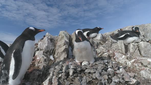 Antarctica Gentoo Penguin Fight for Pebble Nest, Stock Footage | VideoHive