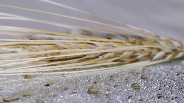 Ear of dry wheat in water drops rotating close-up